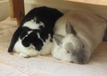 black and white rabbit napping with white and grey rabbit