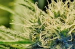cannabisflower1