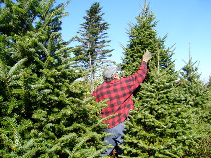 man in jeans and red flannel is pruning a growing evergreen or Christmas tree